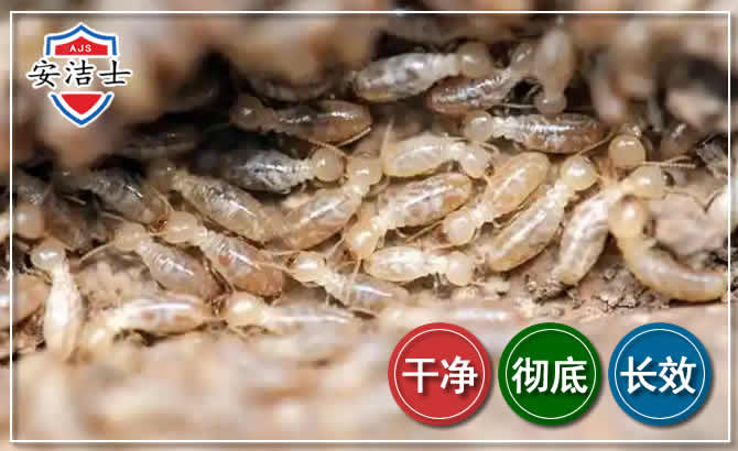 松阳白蚁防治