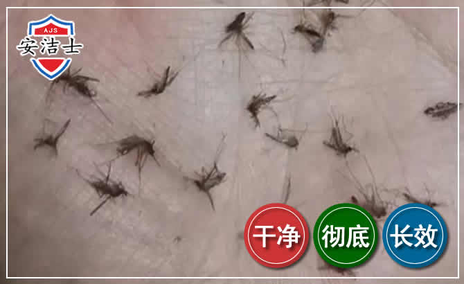 松阳蚊子防治-灭蚊