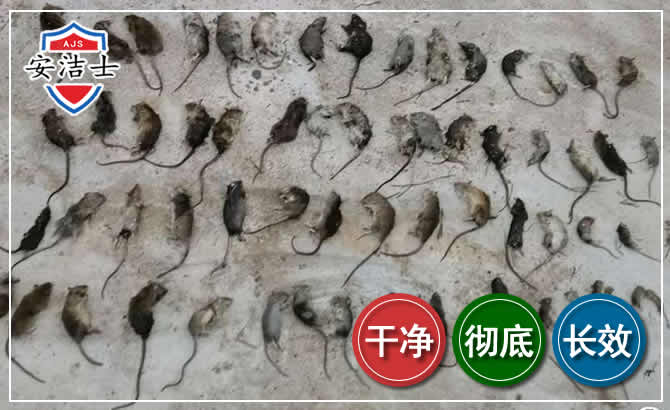 松阳鼠害防治-灭鼠