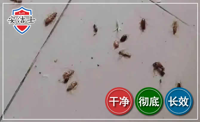 松阳蟑螂防治-灭蟑螂