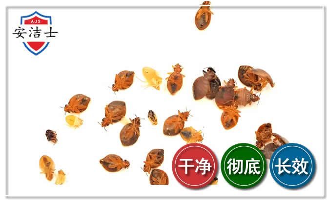 松阳臭虫防治-消灭臭虫